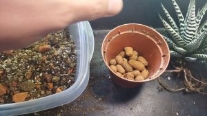 Хавортия Fasciata Alba. Как пересадить Хавортию. Субстрат для Хавортий.
