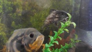 Астронотус и Синодонтис(Сом перевёртыш)