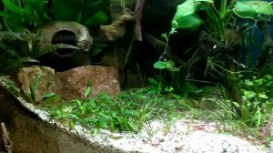 Бадис бадис.