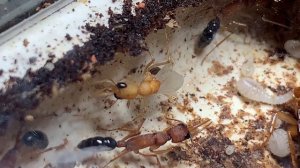 В колонии Harpegnathos saltator появилась крылатая матка. Что делать? У кого есть самцы Салтаторов?