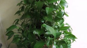 СЦИНДАПСУС (Эпипремнум) - общее описание и немного об уходе