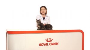 Royal Canin Maine Coon Kitten корм для котят породы мейн-кун в возрасте от 3 до 15 месяцев