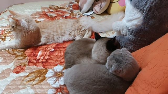 Беляш всех держит под контролем и как пушистики появились у нас! смотреть онлайн