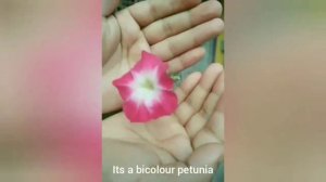 How to collect Petunia seeds..(Assamese)