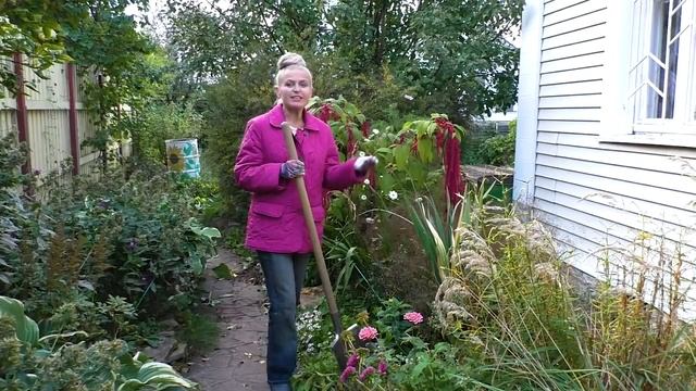 Гладиолусы и георгины Как выкапывать и хранить гладиолусы Как подготовить георгины к хранению смотреть онлайн