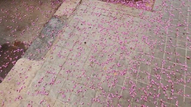 Попугаи и жакаранда в Валенсии смотреть онлайн