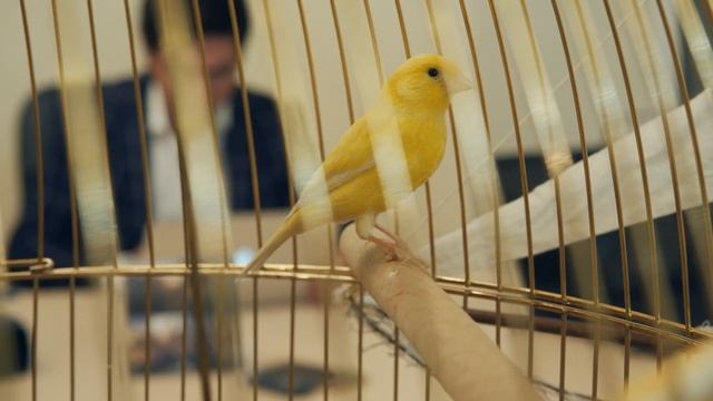 Каков важнейший элемент долгосрочного и стабильного процветания? Рассказывает Андрей Сизов. смотреть онлайн