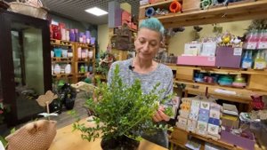 Мирт Тарентина - милый карлик | Домашнее растение