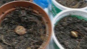 Баухиния на второй день после посева семян