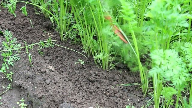 О сроках и способах внесения удобрений. Урок5 смотреть онлайн