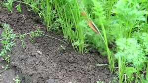 О сроках и способах внесения удобрений.  Урок5