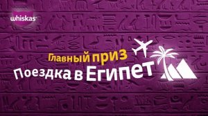 Поездка в Египет с Whiskas