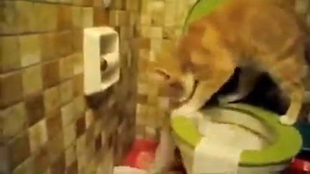 Кот посрал? смотреть онлайн