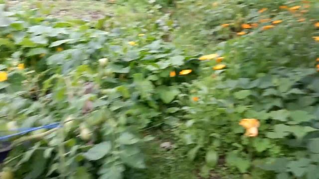 Чорніють помідори що робити???///Чим обробити помідори від Фітофтори???@Dacha_Sad_Gorod