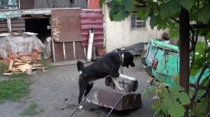 Дозор большая собака на цепи играет и лает на колеса от тачки | Веселые животные приколы собаки кот