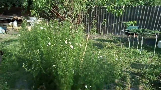 Поливаем САД . Дыни.  Сушим укроп. Дача. смотреть онлайн