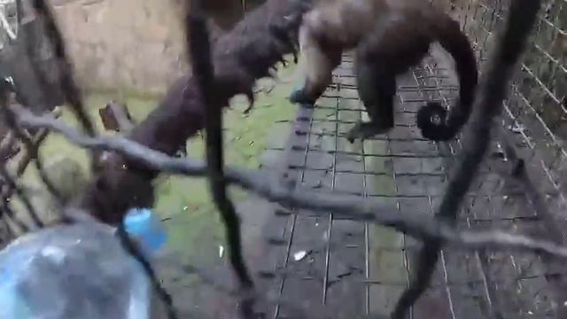 Почти ручные обезьянки! смотреть онлайн