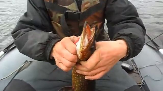 Рыбалка, Выгозеро, 15 октября.