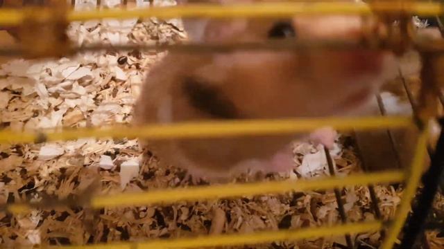 Сирийский залез в гости к Джунгарику, и обзор по хомячкам смотреть онлайн