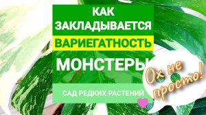 Вариегатность монстеры альба. Как правильно выбрать черенок