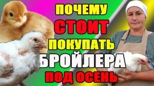 Почему СТОИТ ПОКУПАТЬ бройлера под осень.