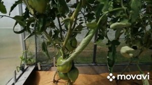 Железный купорос с перекисью не помог от кладоспориоза...обрезала листья.