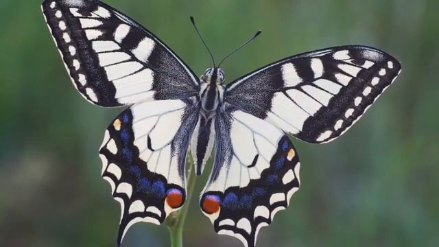 Полет Бабочки.Fly of butterfly.