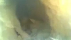 Ягдтерьер работает в норе.