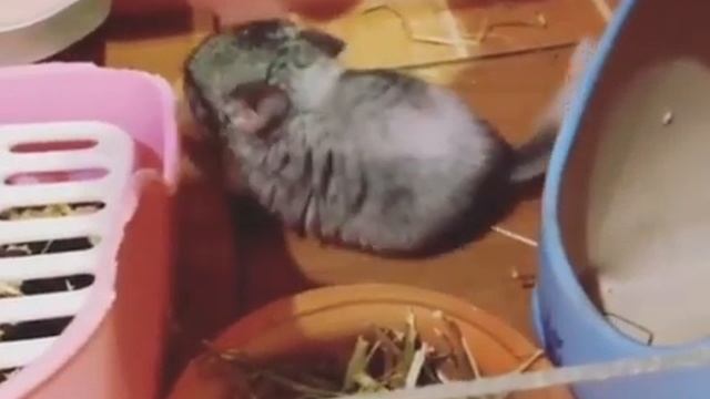 Шиншиллы малыши - детёныши шиншиллы маленькие