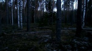 Как токует глухарь