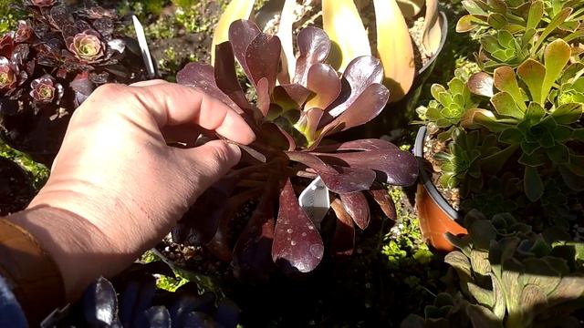 Эониумы весной под открытым небом / Spring aeoniums in the open air смотреть онлайн