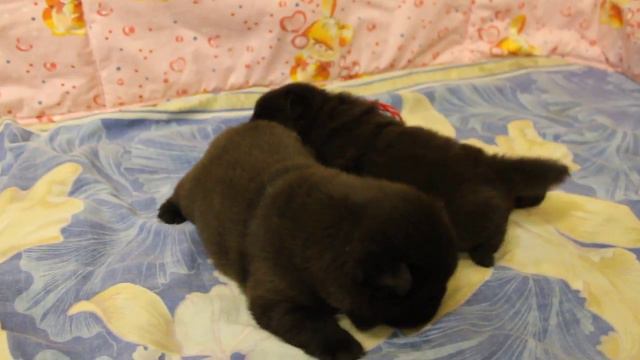 Щенки чау-чау мальчик и девочка 17 дней смотреть онлайн