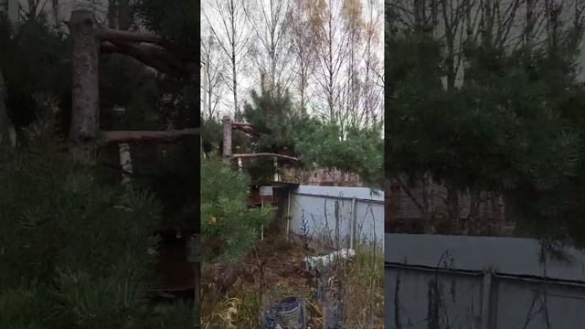 сосна ниваки крупномер, продажа. смотреть онлайн