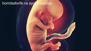 Homiladorlikning 11- haftasi//Хомиладорликнинг 11- хафтаси