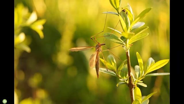 Загадочный мир насекомых. Развивающее занятие для детей 4-5 лет. Окружающий мир. Видеоурок № 35 смотреть онлайн