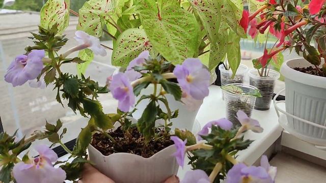 Идеальные сезонные растения для балкона. Ахименесы. смотреть онлайн