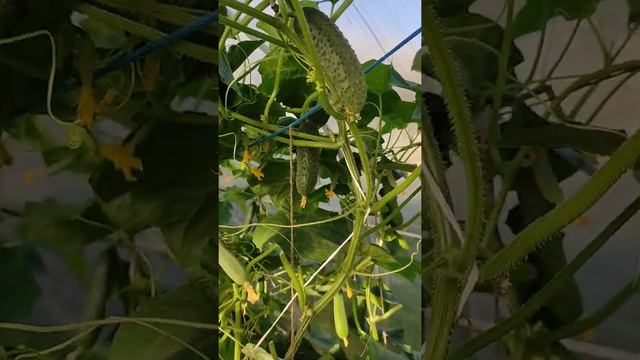 Море огурцов и шикарные томаты ваше благородие #shorts смотреть онлайн