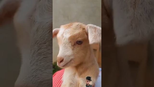 Goat barking video,Goat sound #ytshort #love #song #tranding #animals #animation #goat #babygoats