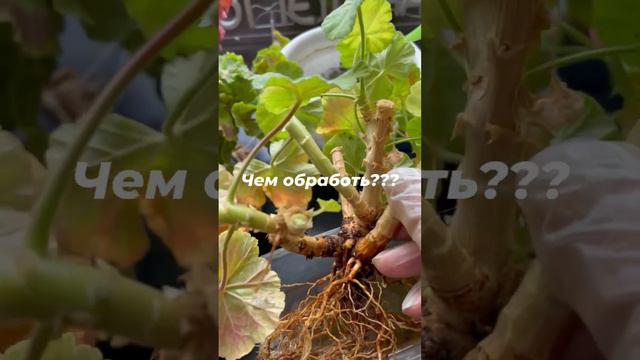 Микориза- мощный стимулятор роста корней у пеларгоний при осенней пересадке