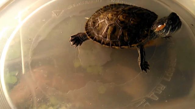 Красноухая черепаха или Желтобрюхая (Trachemys scripta)