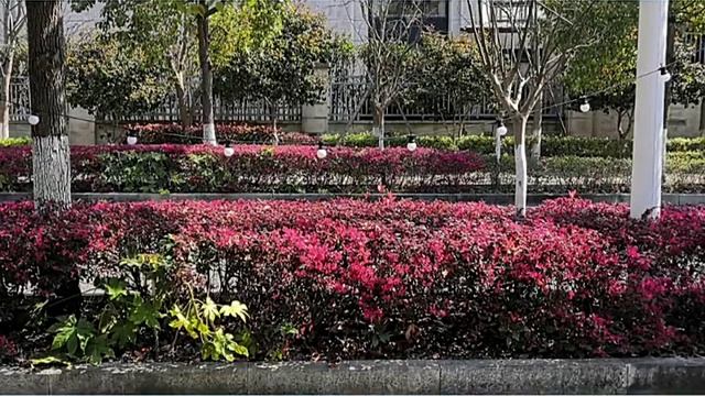 the ultimate guide to wendadeco Decorative LED String Light Outdoor