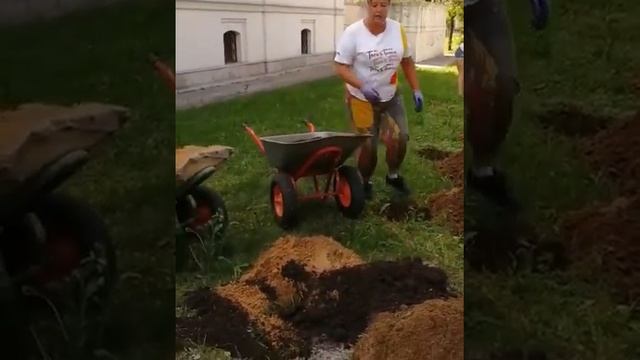 Посадка сербской ели смотреть онлайн