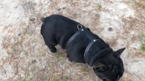 Французские бульдоги БумОсики. Тест-драйв новой шлейки.