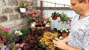 КОЛЕУСЫ!!! ВЫРАЩИВАНИЕ И УХОД!