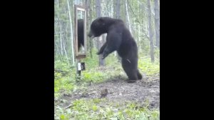Медведь пришёл в ужас, когда увидел себя в зеркале