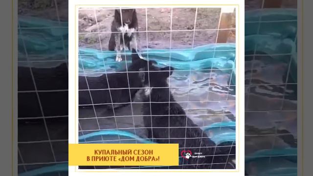 КУПАЛЬНЫЙ СЕЗОН В ПРИЮТЕ «Дом Добра»