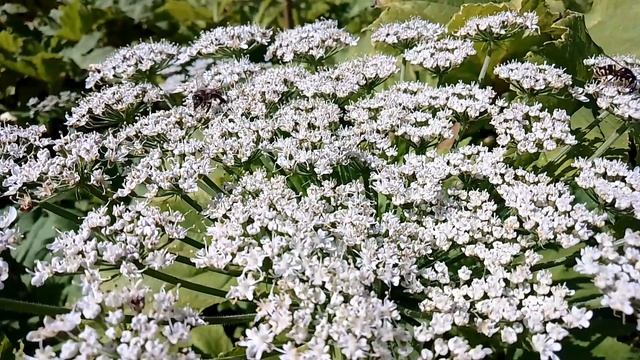 На цветах борщевика. ч.3. Июль 2023