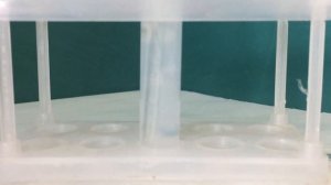 Качественная реакция на углекислый газ.