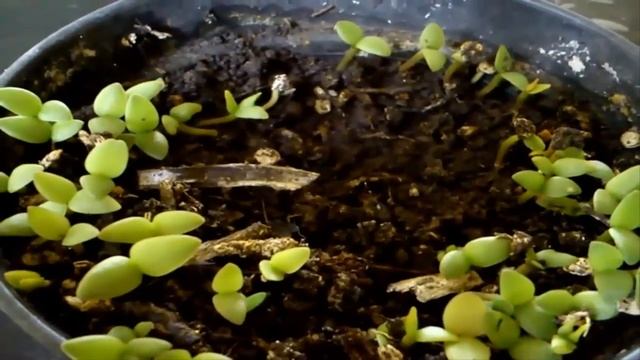 ? Como GERMINAR semillas de TUNA ? (planta de nopal) (Opuntia ficus -indica) Chumbera смотреть онлайн