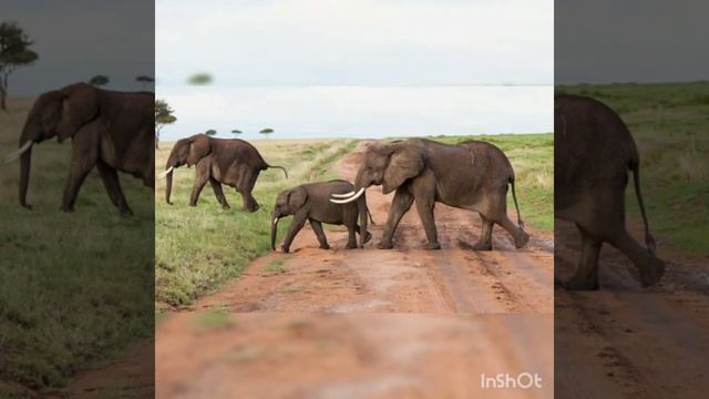 Кого боятся слоны? смотреть онлайн